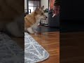 オヤツに飛びつくコーギー a corgi lunging for a treat コーギー corgi サクラ