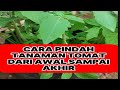 [ FULL] CARA PINDAH TANAM BIBIT TOMAT  AGAR HASIL PANEN MAKSIMAL #gardenflower #tutorial #tips #trik