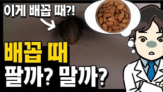 [2분25초]커지는 배꼽 때, 계속 놔두면 어떻게 될까? 제거하면 안 된다던데..