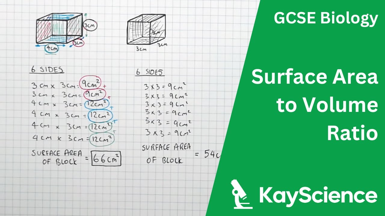 How To Calculate Surface Area To Volume Ratio - GCSE Biology ...