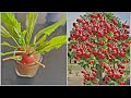 Best way planting Cherry /how to grow Cherry tree from fruit can grow in home very easy fast work