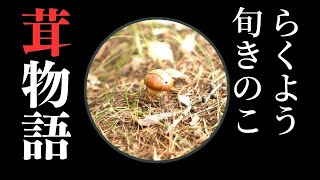 【茸とり物語】落葉キノコのバター炒め【北海道の小さな田舎町へ移住しました 】@ 独りすと