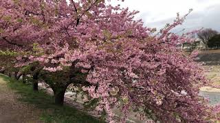 愛知県岡崎市乙川（おとがわ）沿いに咲き誇る「河津桜（葵桜）」