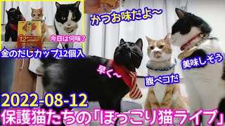 2022ｰ08−12 保護猫たちの「ほっこり猫ライブ」ハッチ＆マック＋黒猫めめ Cat live Stream in Japan -Cat Life TV