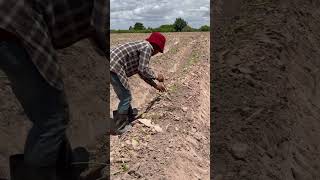 ដាំដំឡូងជ្វា #shorts #agriculture #potato