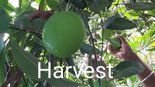 మామిడి కాయల హార్వెస్ట్, పచ్చడి  || Mango harvest, chutney || Living with nature..