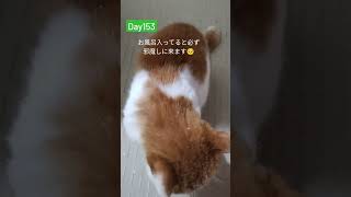 ◯Day143🍀よつば日記🐈(18歳♀) 慢性腎不全ステージ4猫の闘病記録\u0026日記