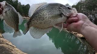 SPRING CREEK SLABS, PERCY PRIEST BANK FISHING