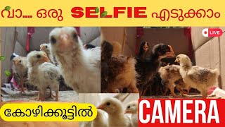 കോഴിക്കൂട്ടിൽ😯ക്യാമറ വച്ച് നോക്കി | നിങ്ങൾ CCTV-യുടെ നിരീക്ഷണത്തിലാണ് Spring Chicken\u0026Nadan Kozhi