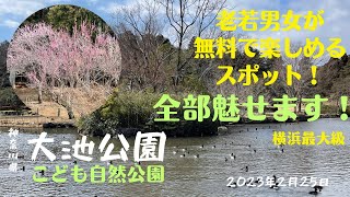 【ハイキング・登山】大池公園・こども自然公園・無料【風景・自然散策・誰でも楽しめる】