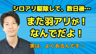 白蟻駆除後に、すぐまた羽アリが大量発生。その理由とは？【白蟻駆除の疑問に答えるシロアリ対策委員会】