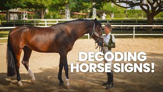 How To Read Horse Body Language \u0026 Expressions? Easy Guide To Understand Subtle Cues! | Horse Moves