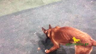 Police Dog Passive Indications | 5mm Object | Grassroots K9