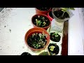 how to grow almonds almond from cutting no germination needed two flower coming ... 2 2