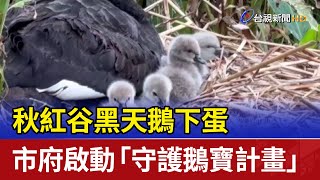 秋紅谷黑天鵝下蛋 市府啟動「守護鵝寶計畫」