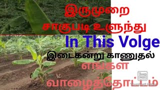 வாழையில்  இடை  கன்று சுலபமாக  எடுத்தல்/ Banana forming