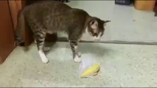 See What this Cat makes of Durian