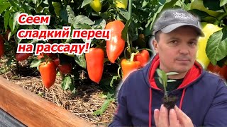 Рассада сладкого перца всходит \