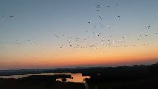 蕪栗沼　マガンのねぐら入り　その1   Greater White-Fronted Goose