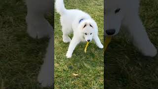 Mochi Samoyed puppy 4x bigger at 4 months! #puppygrowth