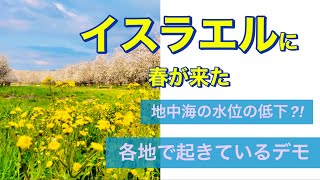 イスラエルに春が来た　アーモンドの花でお花見　地中海の水位の低下　イスラエル各地で起きているデモ