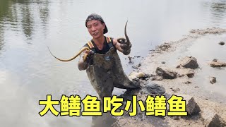 都說大鱔魚喫小鱔魚從來沒見過，今天終於被我逮到了