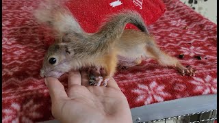 Знакомимся с девочкой поближе! 🥰 Squirrel girl