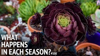 #108 What happens to succulents across seasons?