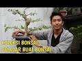 Bonsai Pemula Koleksi Belajar Buat Bonsai - Ada Jenis Apa Aja?