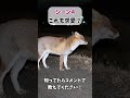 シーン別キツネの鳴き声！いくつ知ってる？