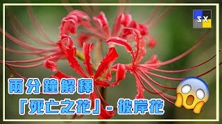 兩分鐘解釋「死亡之花」- 彼岸花【中文字幕】