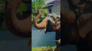 කළුතර හොල්ලන්න ආපූ මහරගම `සීතා´😮😮#trending #shortvideo #viral #srilanka #kalutara #elephant #shorts