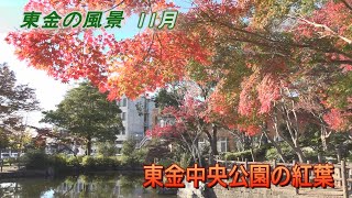 【東金の風景 11月】東金中央公園の紅葉／東金市  東岩崎