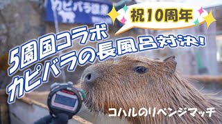 【第11回】カピバラの長風呂対決！「コハル」王座奪還を目指して