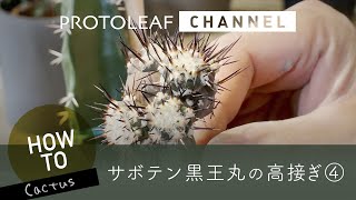 【接ぎ木サボテン】黒王丸を背の高い台木へ接ぎ木　ー高接ぎ④ー【Copiapoa cinerea】