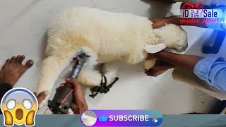 Sheep hair cutting | goats | bannur (bandur) | sheep | @idgoatentertainment