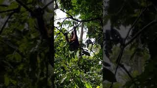 Borneo, Sabah Orangutans at Sepilok