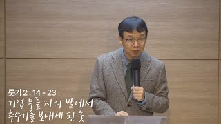 오늘의 GT(241025 금),룻기 2:14-23 _기업 무를 자의 밭에서 추수기를 보내게 된 룻