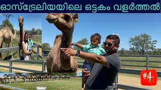 ഓസ്ട്രേലിയയിലെ ഒരു ക്യാമൽ ഫാം കണ്ടാലോ vlog#4 #aussieroad