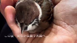 【スズメの成長記録】スズメのハッピー　総集編　虹の橋を渡り天国へと旅立ったハッピー