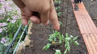 Entutorado de las tomateras con cuerdas