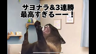 【中日】 猫ミーム 土壇場で逆転サヨナラ勝ちで3連勝となり発狂しまくる中日ファン #猫ミーム #中日ドラゴンズ #カリステ #村松開人