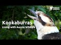 Kookaburras | Living with Aussie Wildlife | Learn English