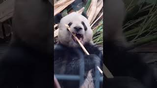 今天萌二给大家呲个大的！这竹子是有多难掰😂 #panda #giantpanda #pandachina #大熊猫 #大熊猫萌二 #cutepandas #cuteanimals