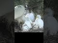 hungry baby egrets　腹ペコなシラサギのヒナ