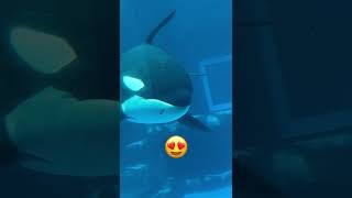 ステラママはお疲れモードでリンちゃんがサービス　名古屋港水族館　　　#shorts