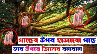 মোগল ইতিহাসের সাক্ষী হয়ে দাড়িঁয়ে আছে এই বটগাছ তার উপর জিনের বসবাস অলৈকিক ঘটনা