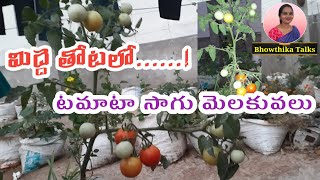 🍅మిద్దెతోటలో టమాటా సాగు మెలకువలు | Tomato Harvesting in Terrace Garden | Bhowthika Talks