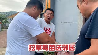 20230707-小伙挖一大袋子草莓苗，回到林场分给邻居，明年吃草莓全靠邻居们