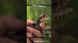 😵 Hombre Adopto a un Cocodrilo Bebe y Sucedió Esto...